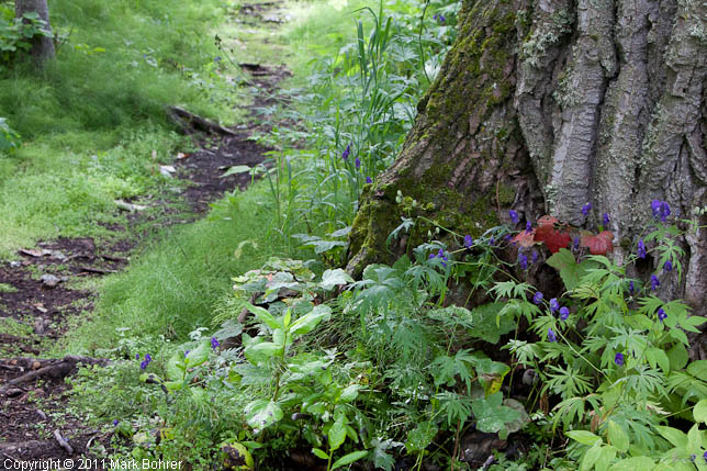 Wildflowers and trail leading into Chugach State Park, Alaska