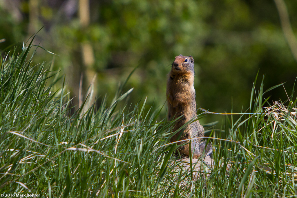 Columbian groiund squirrel, Icefields Parkway
