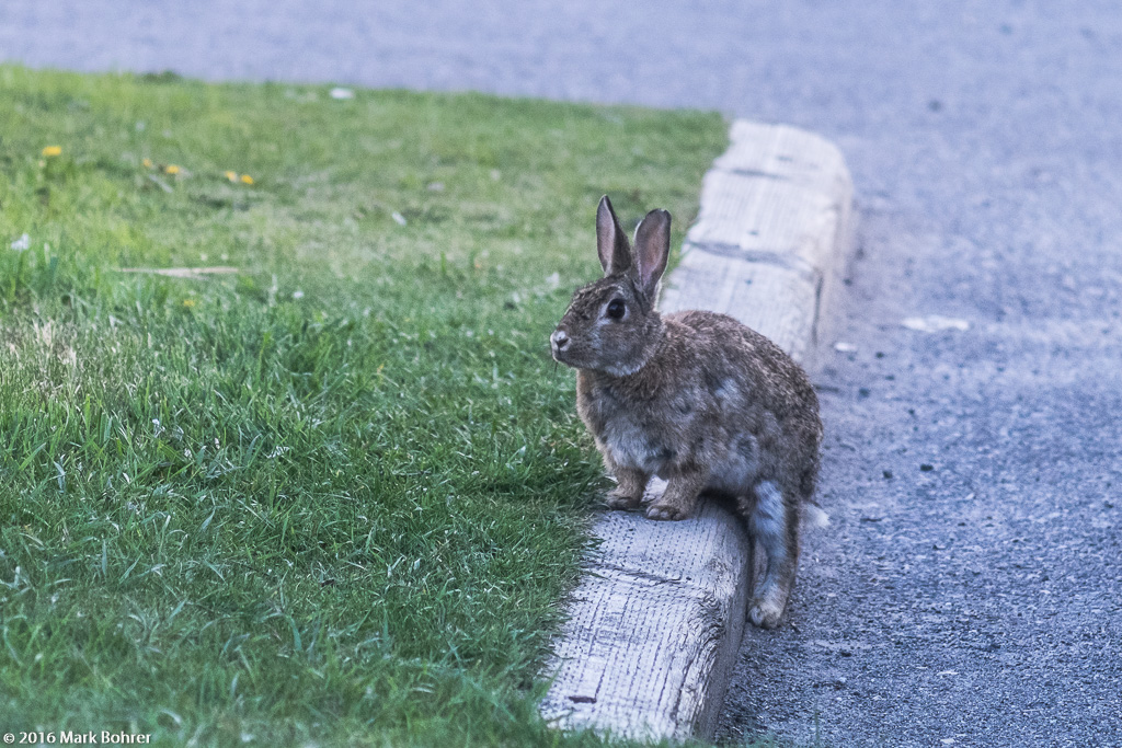 Cottontail enjoying an evening in Canmore