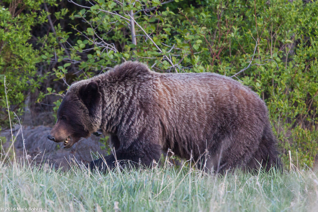 Grizzly teeth-clacking, Jasper National Park