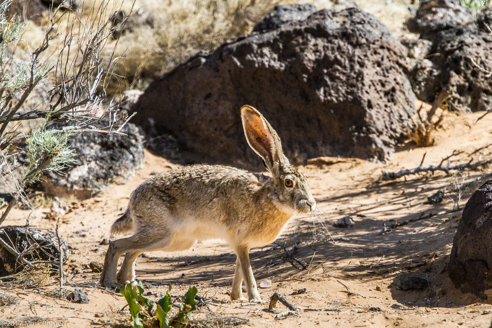 Rabbit ears - Piedras Marcadas Canyon, Petroglyph National Monument