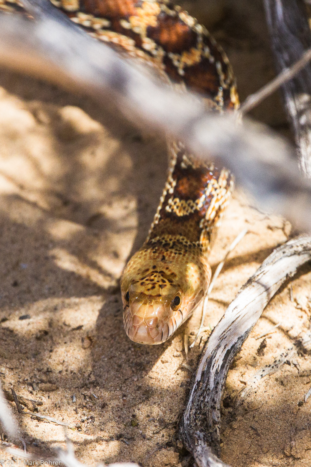 Hog-nosed snake? - Piedras Marcadas Canyon, Petroglyph National Monument