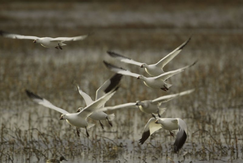 Snow geese liftoff, Bosque del Apache NWR, New Mexico