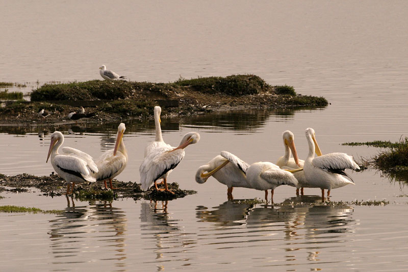 White pelicans at Shoreline Park, California
