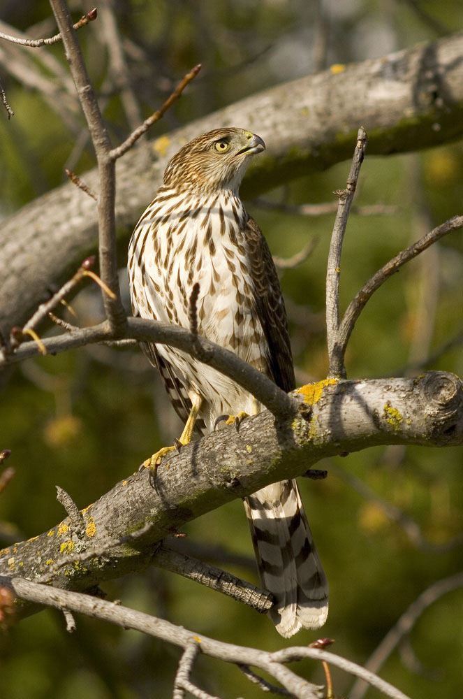 Juvenile Cooper's hawk, Saratoga, CA
