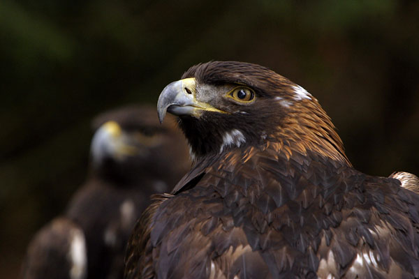 Golden Eagle (captive) near Eatonville, WA | nature photography workshops
