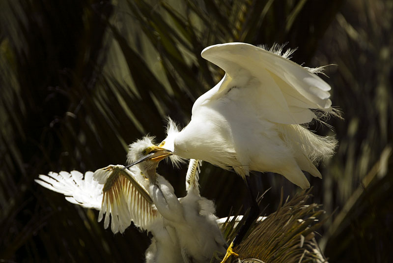 Snowy egret feeding nestling