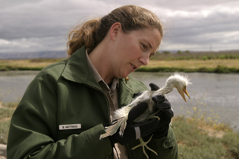 Ranger Bonnie Nattrass and rescued snowy egret nestling, Palo Alto Baylands
