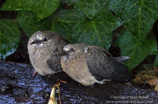 Mourning dove couple in the rain, Saratoga, California
