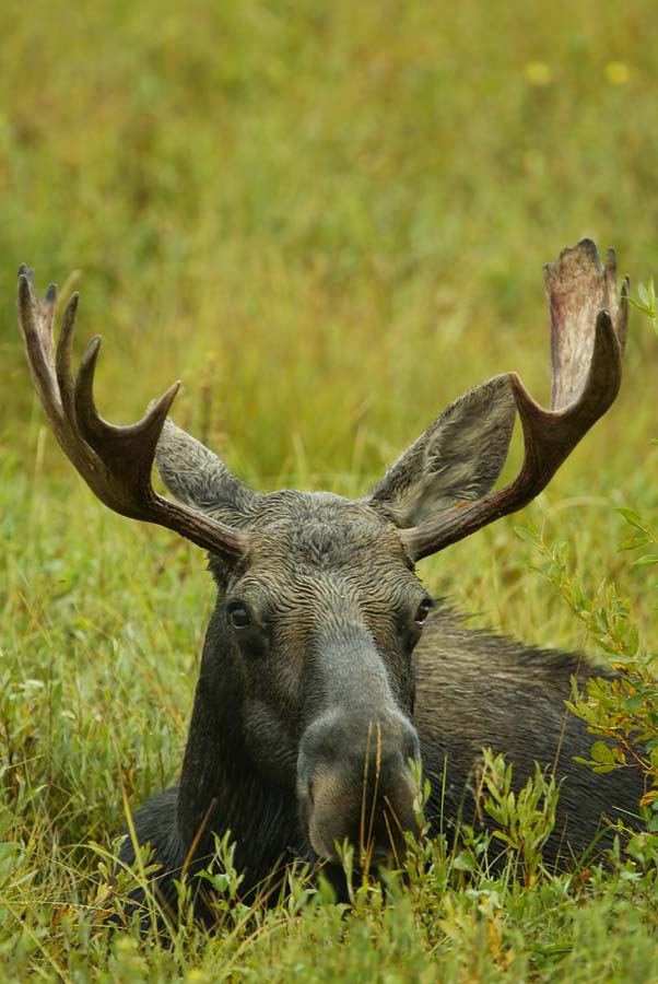 Moose bull, Grand Teton National Park, Wyoming