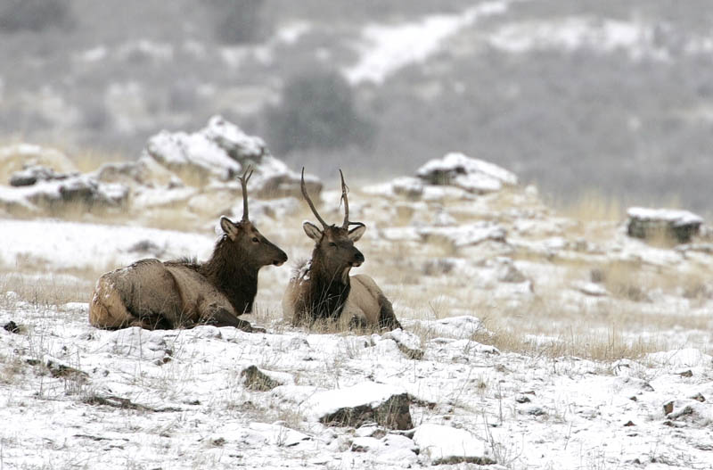 Wintering elk, Hardware Ranch Wildlife Management Area, Blacksmith Fork Canyon, Utah