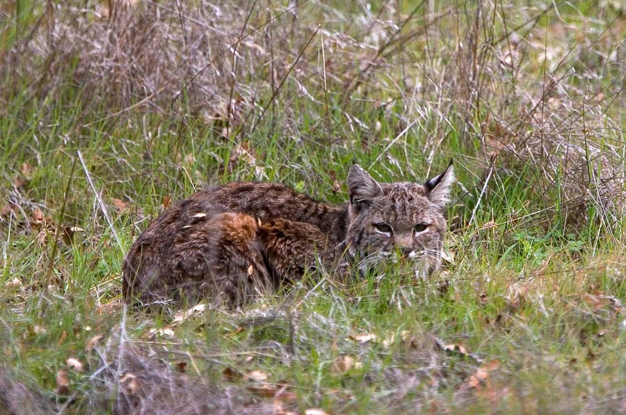 Bobcat, Almaden Quicksilver County Park, San Jose, California