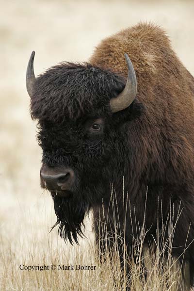 Bison, Antelope Island State Park, Great Salt Lake, UT