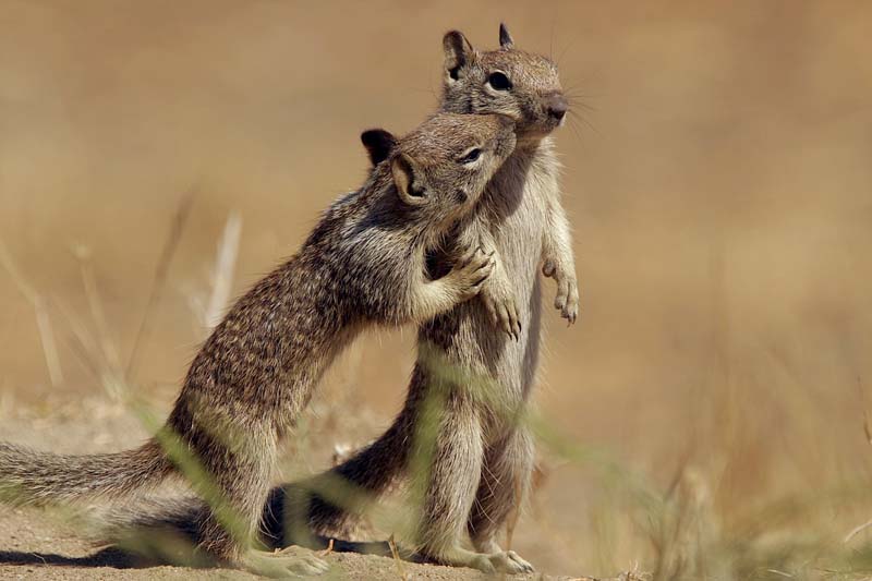 California 
Ground Squirrel kissing couple, Shoreline Park, Mountain View, CA
