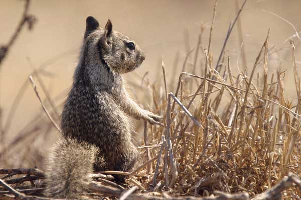 Daydreaming - California Ground Squirrel, Shoreline Park, CA