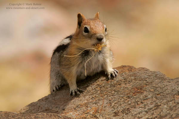 Golden-mantled ground squirrel, Mono Pass, Yosemite National Park, CA