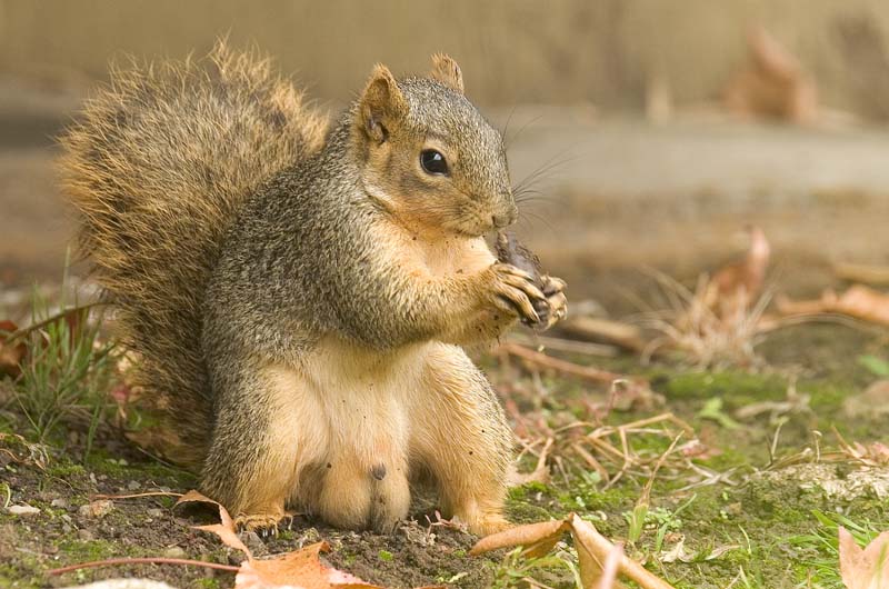 Western gray squirrel, California