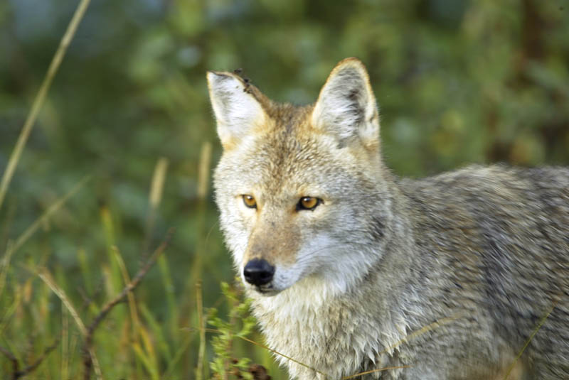 Coyote, Grand Teton National Park