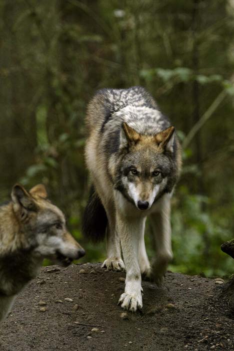 Grey wolf (captive) | Active Light Photography - nature photography workshops