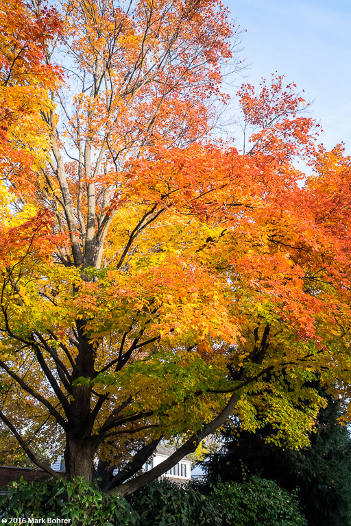 Fall color, Kenilworth, Illinois