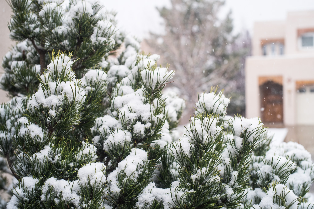Pine snow detail, Albuquerque, New Mexico