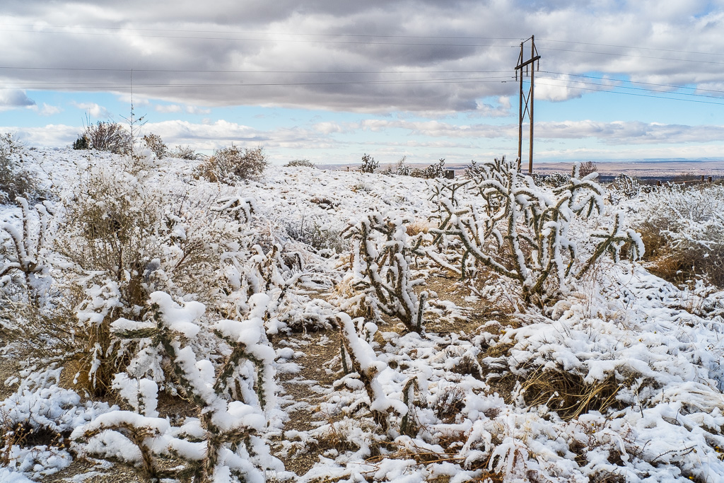 Cane cholla and snow, Sandia foothills, Mew Mexico