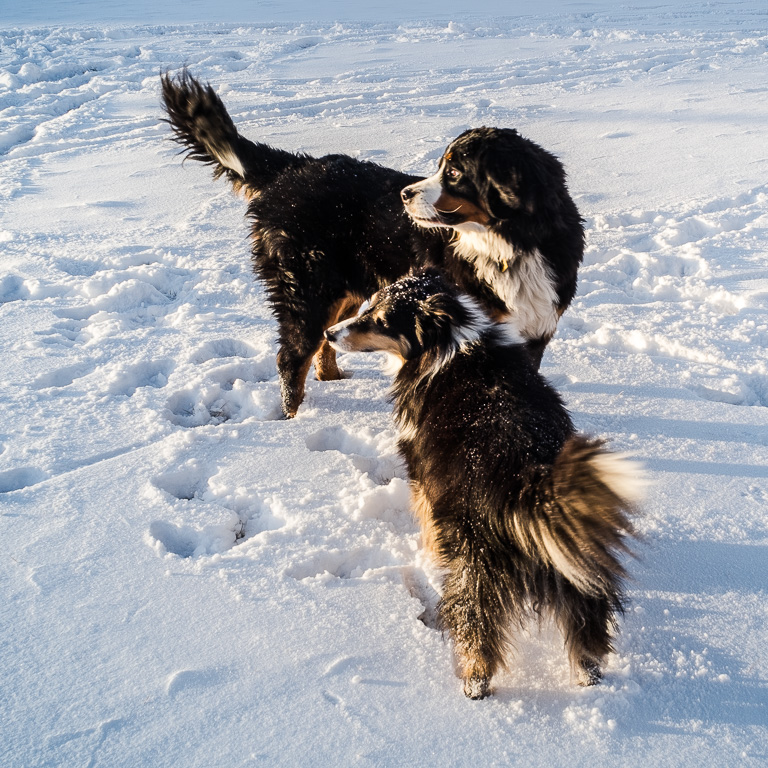 Buzz and Daisy pause their playtime, Taos, New Mexico