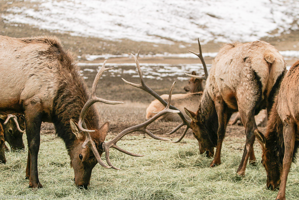 Elk feeding at Hardware Ranch. Utah