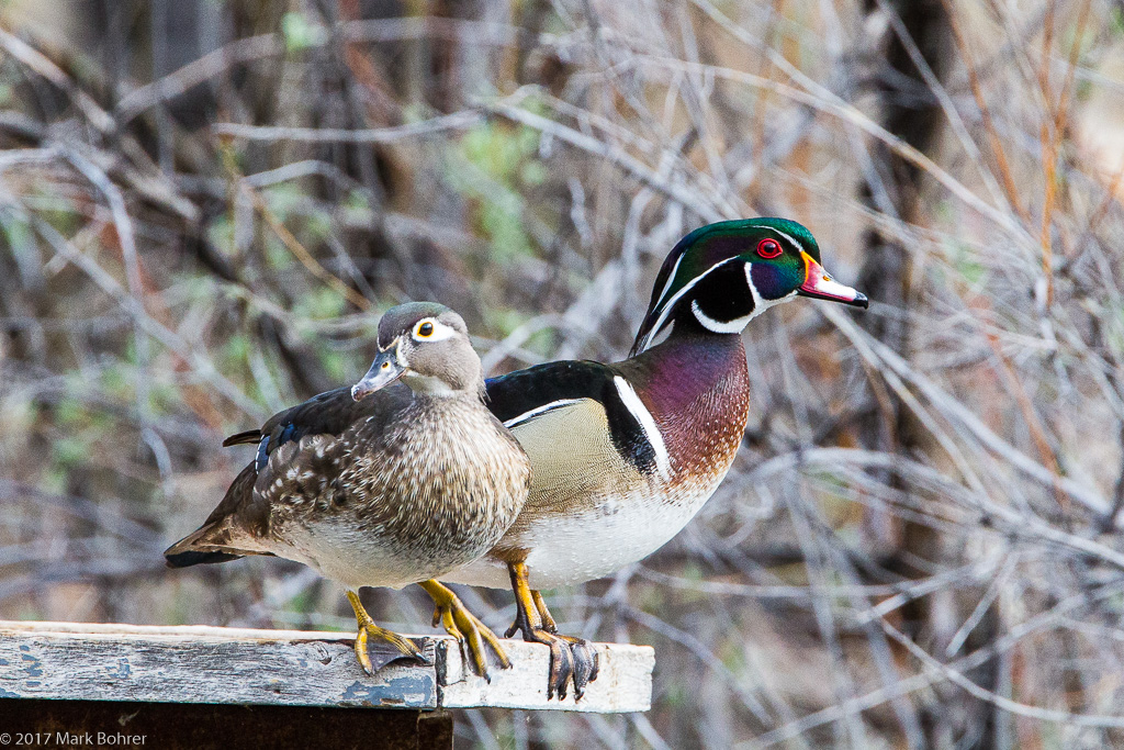 She chose ME - Wood duck pair at Rio Grande Nature Center, Albuquerque