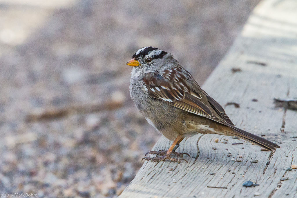 White-crowned sparrow - still for a nanosecond at Rio Grande Nature Center, Albuquerque