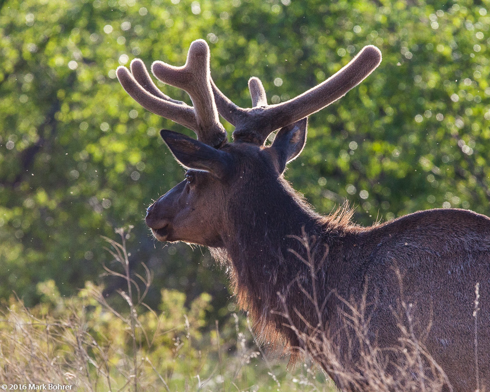 Elk bull, Jasper National Park, Alberta