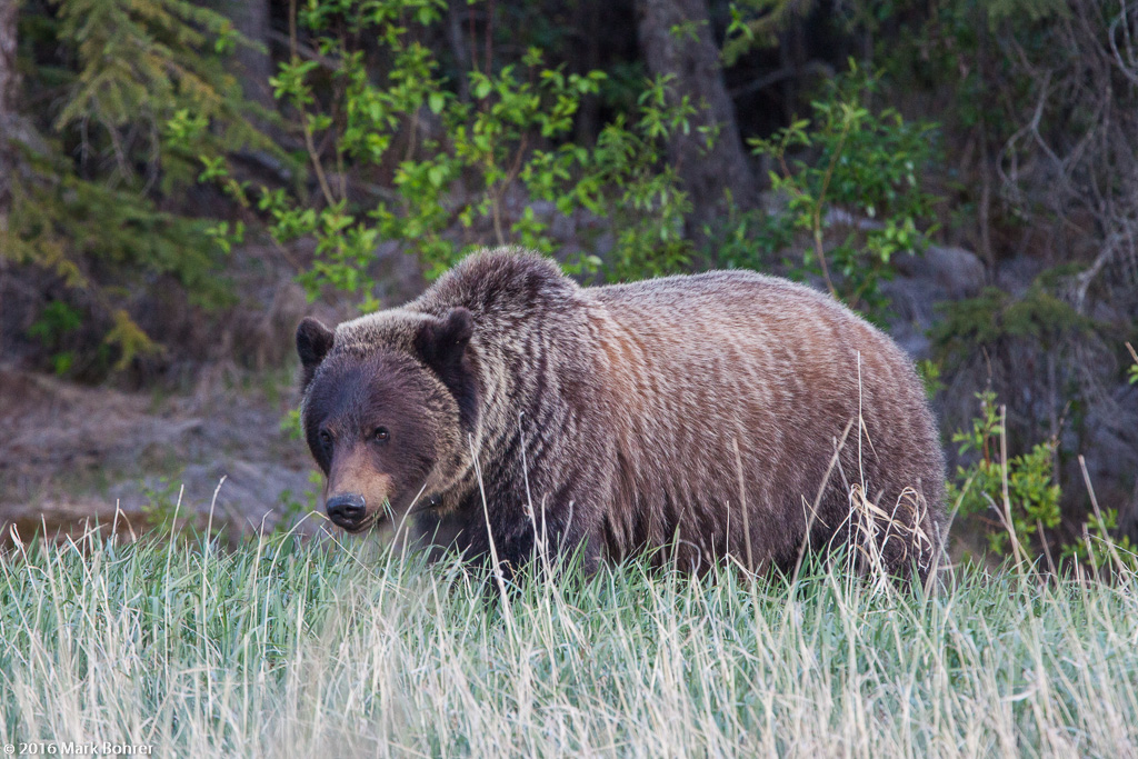 Grizzly, Jasper National Park