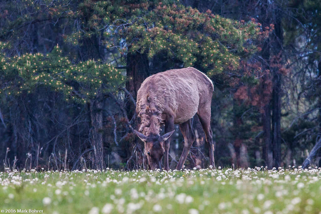 Elk cow, Whistlers Campground, Jasper National Park