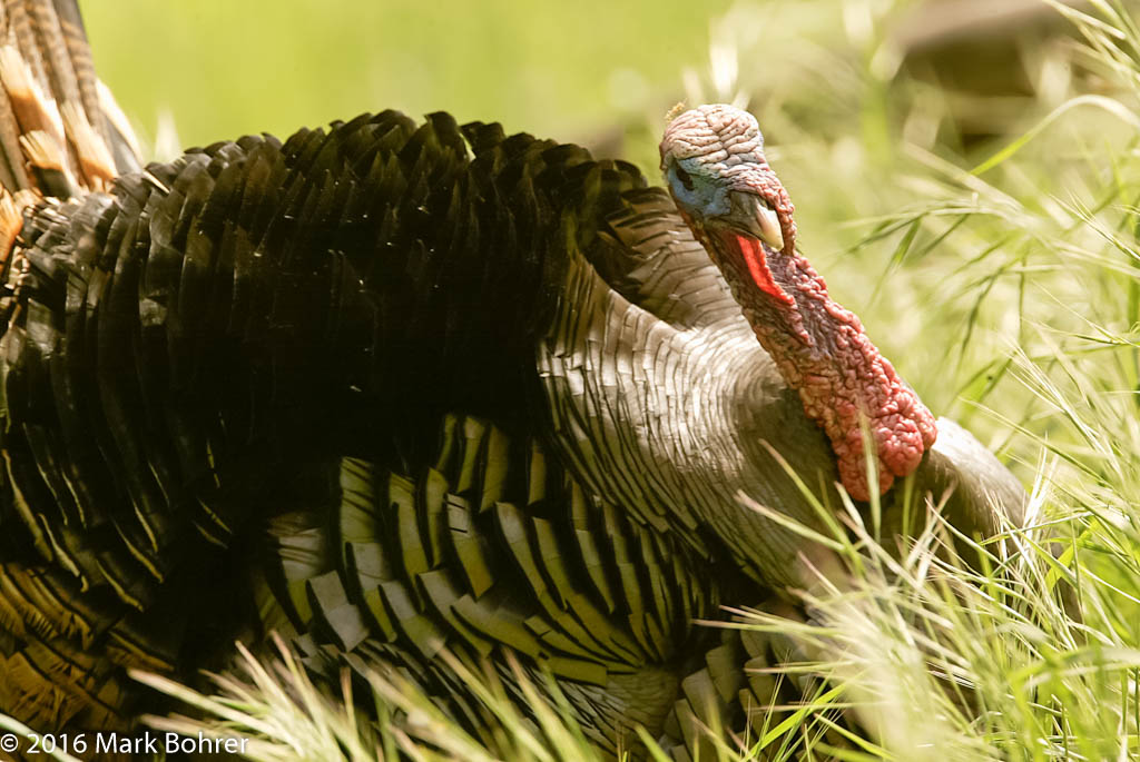 Wild Turkey, Sycamore Grove, CA  || Camera: Canon EOS-1Don: 2004:04:08 20:25:16