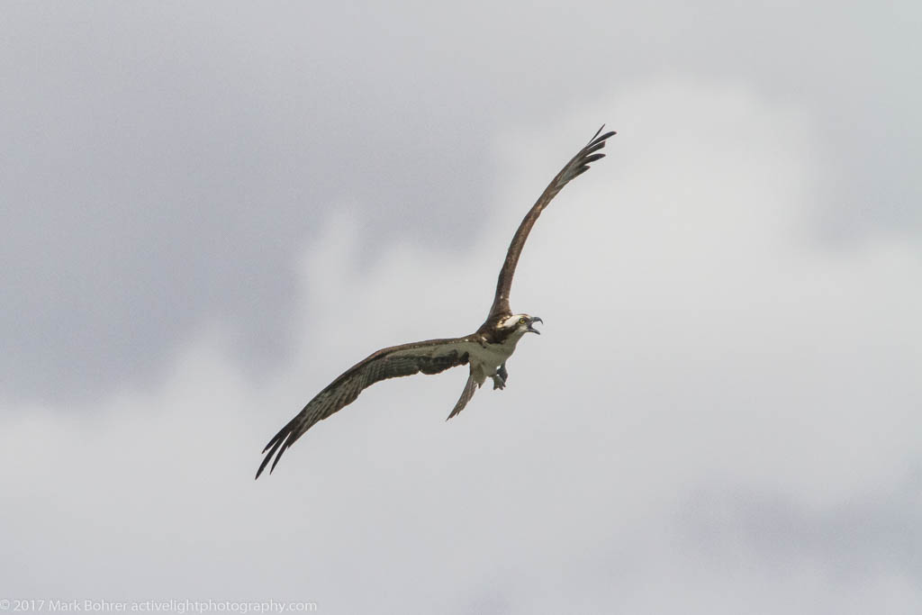 Osprey soaring near Flaming Gorge dam, Utah