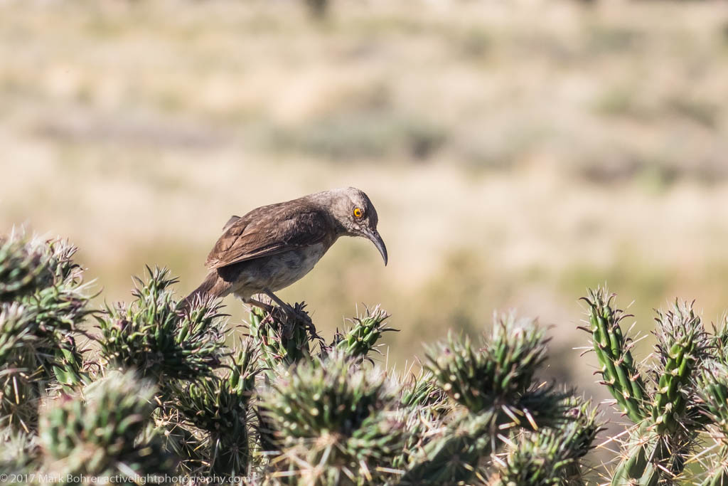 Curve-billed thrasher in cane cholla, Sandia foothills, New Mexico