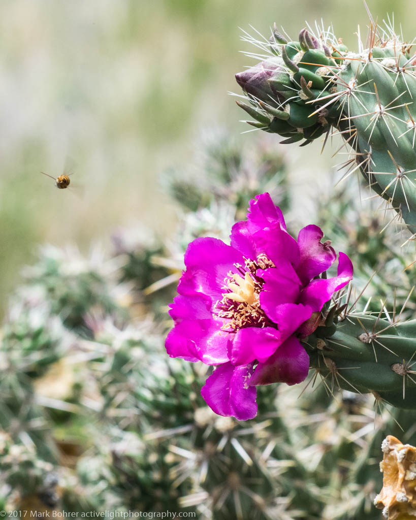Bee and blooming cane cholla, Sandia foothills, New Mexico