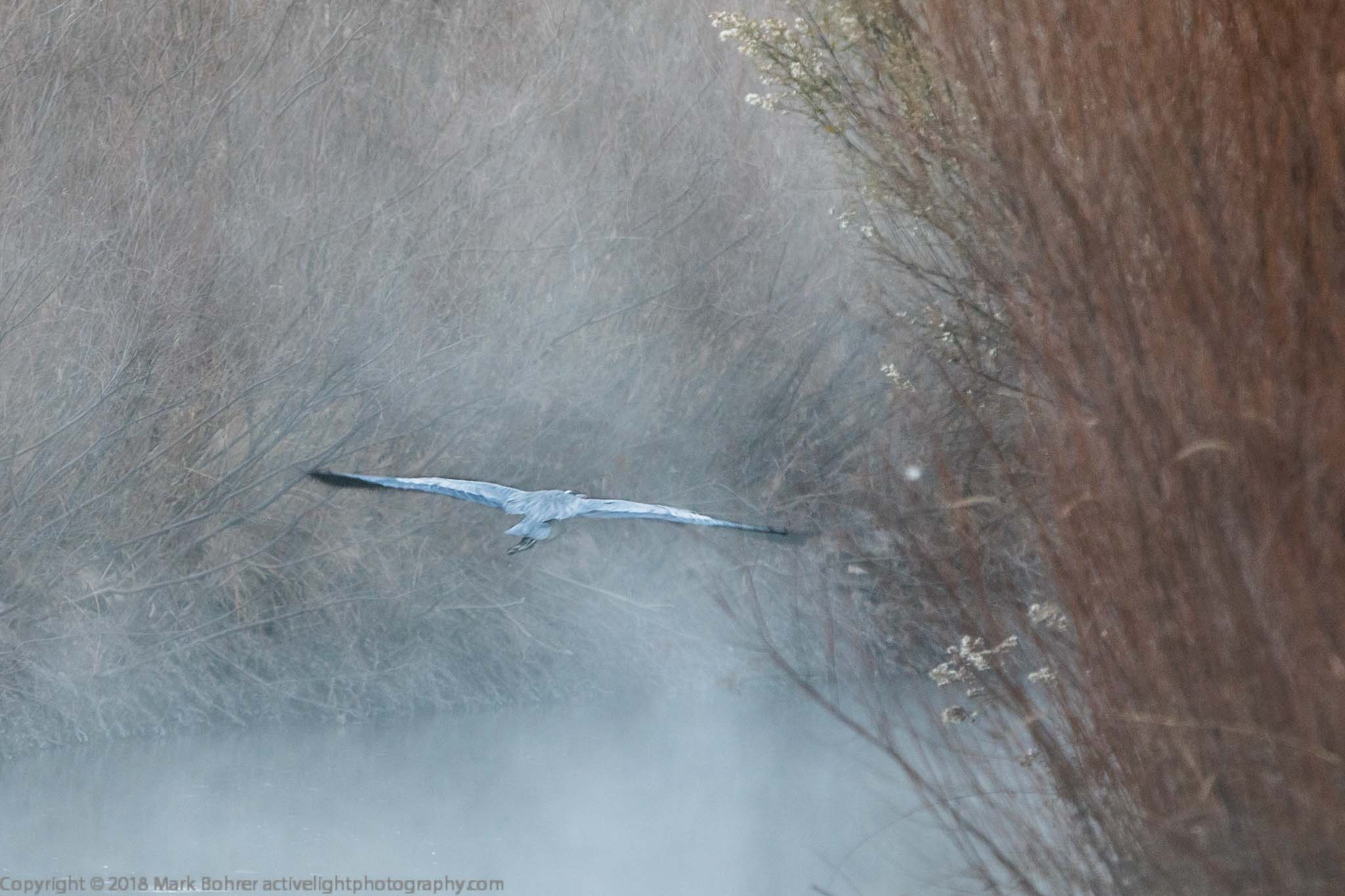 Great blue heron flying into the fog