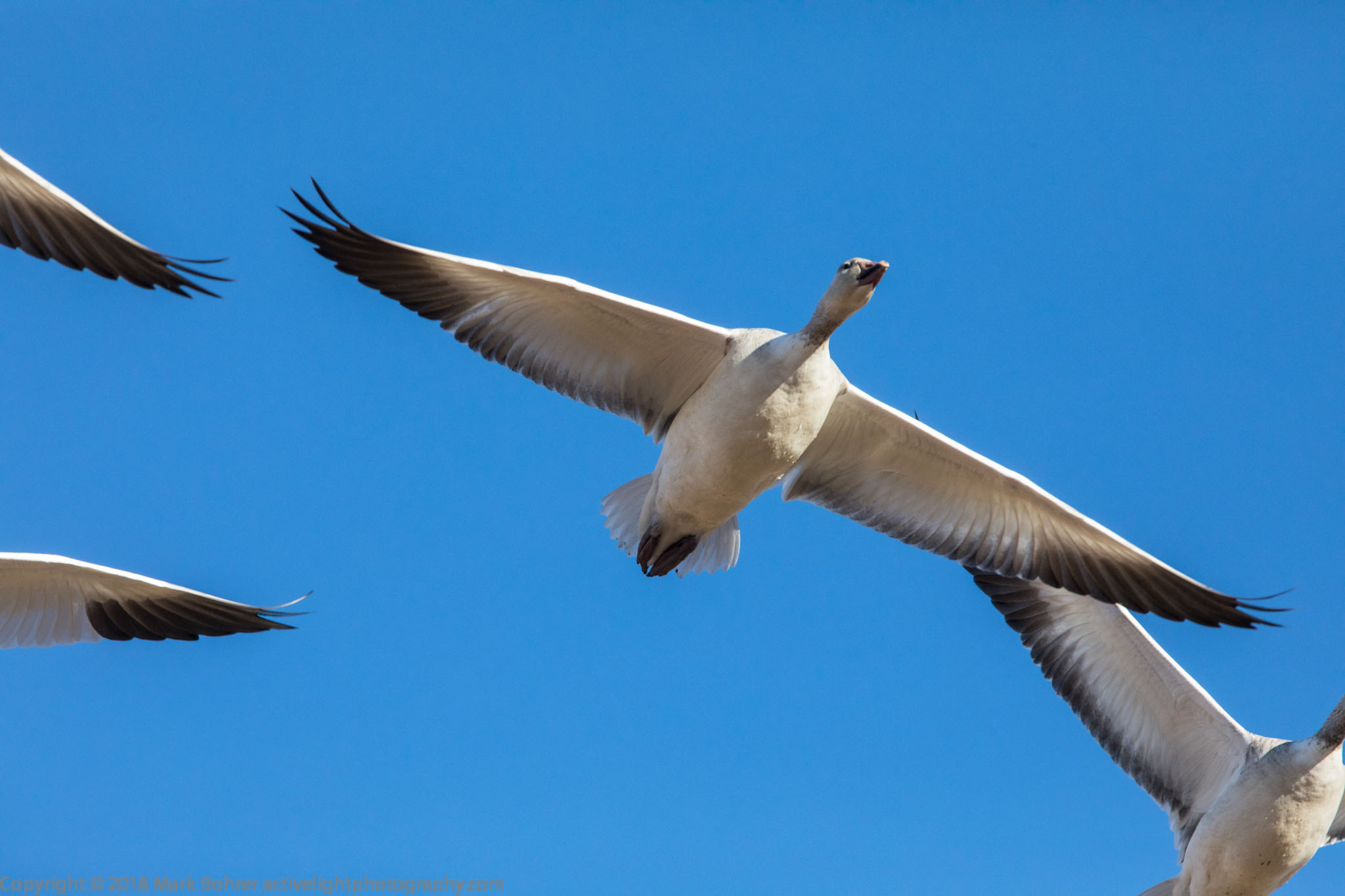 Goose overhead flight