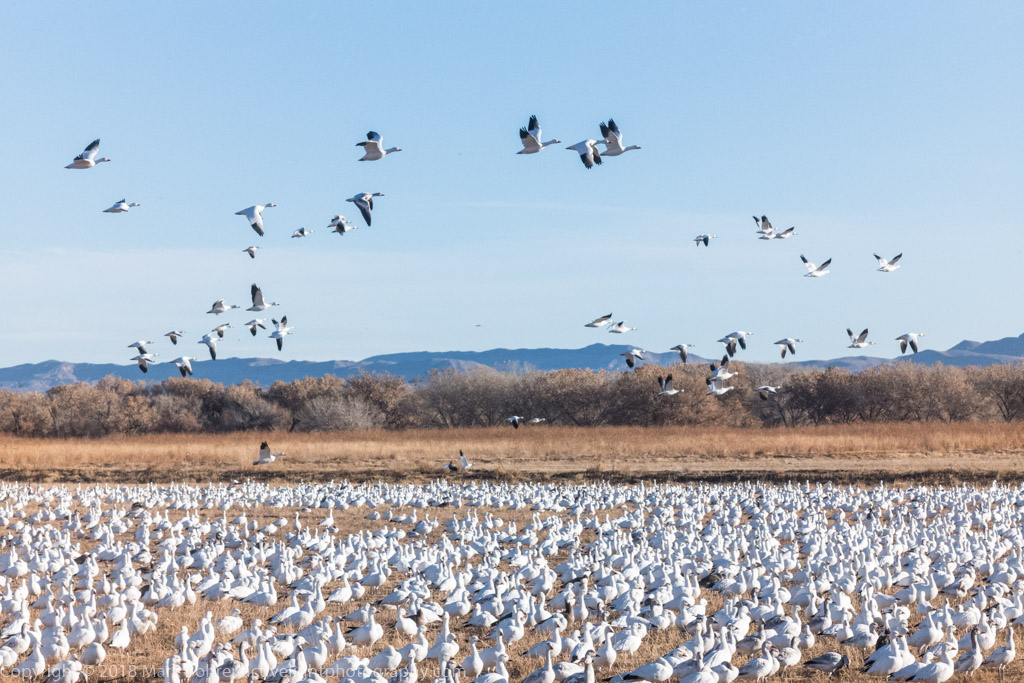 Snow geese - on the ground and in the air