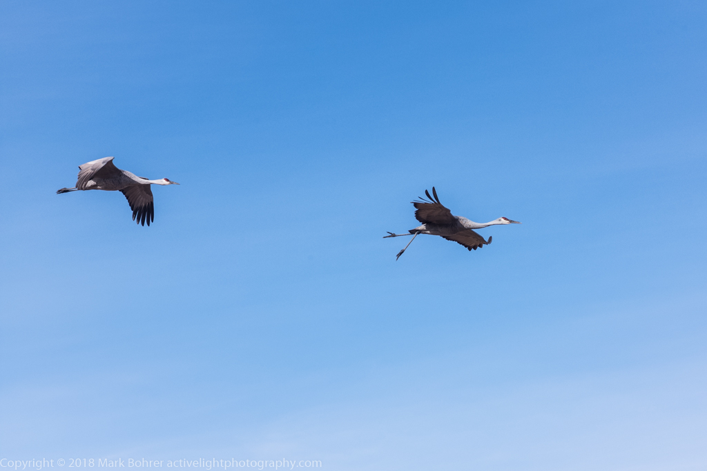 Sandhill cranes in flight, Bosque del Apache