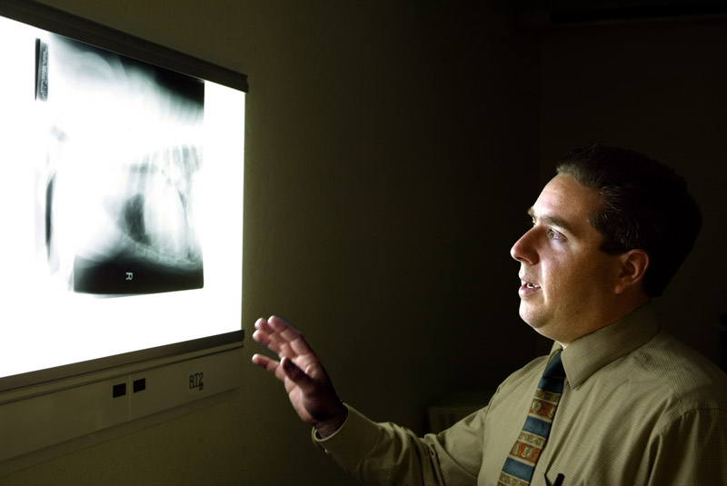 Dr Mark Matteucci Berkeley Dog And Cat Hospital Active Light