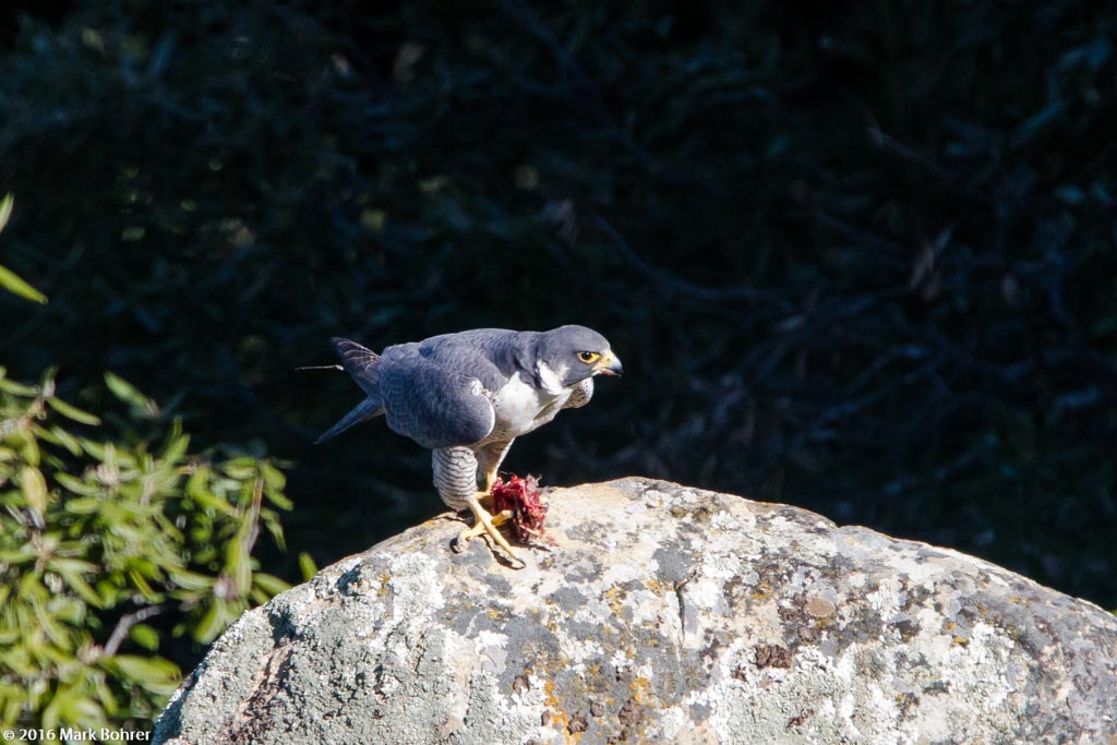 Hungry Peregrine falcon with meal, Sanborn Park