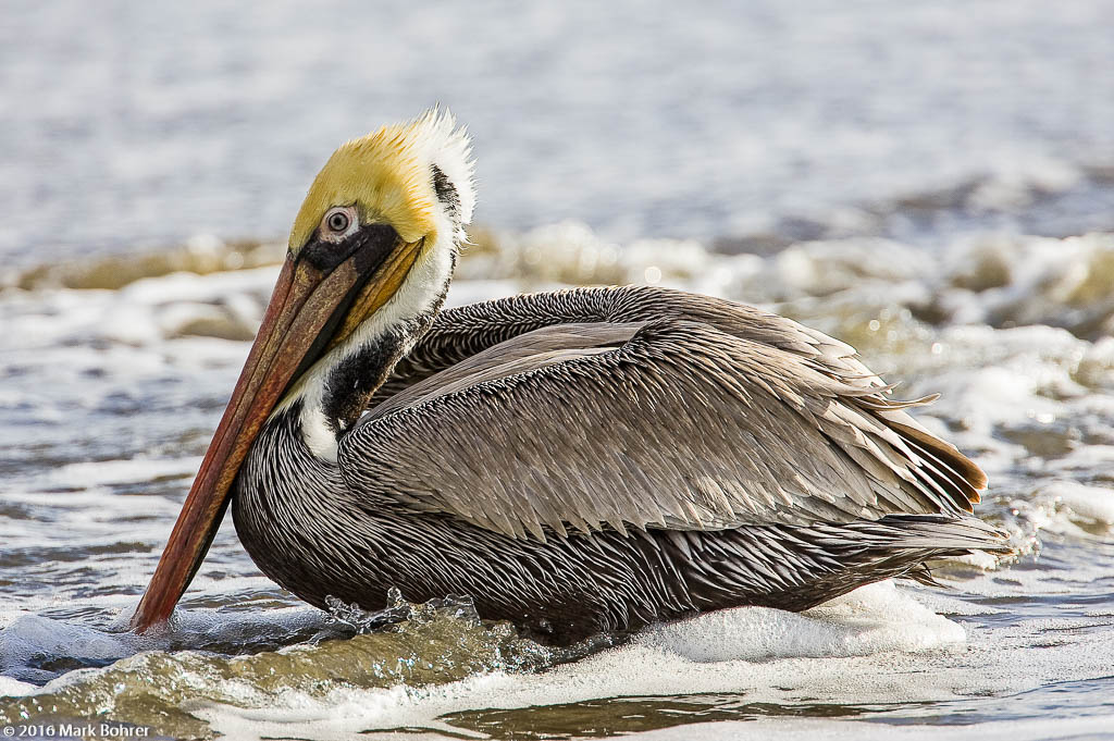  American brown pelican, Ano Nuevo, California