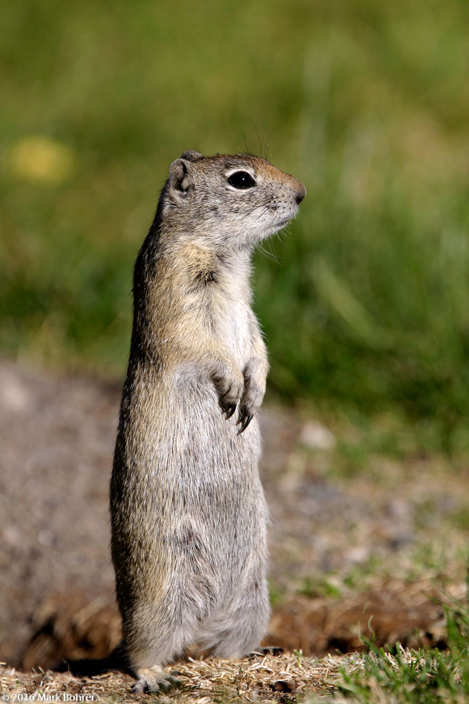 Belding's Ground Squirrel, Mono County Park, CA