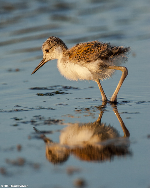 Black-necked stilt chick, Palo Alto Baylands