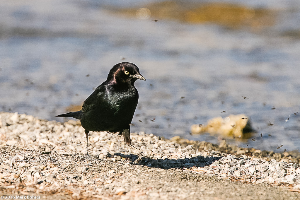 Spooking the alkalai flies - Brewer's blackbird, Mono Lake South Tufa, CA