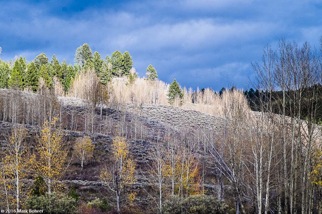 Fall aspens