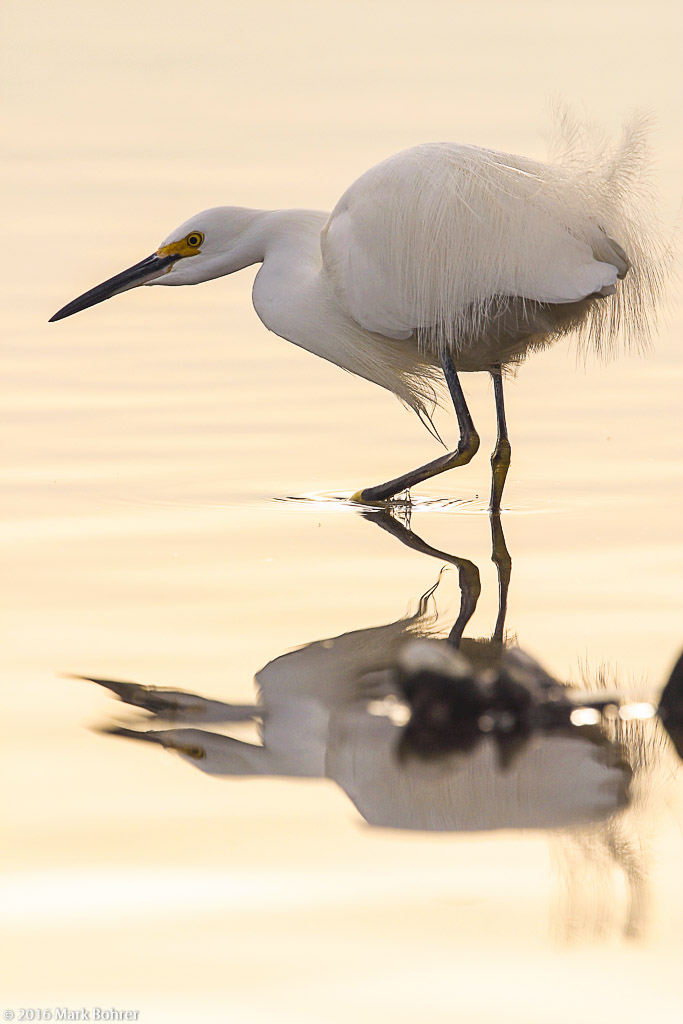 Snowy egret, Shoreline at Mountain View, California - Active Light Photography