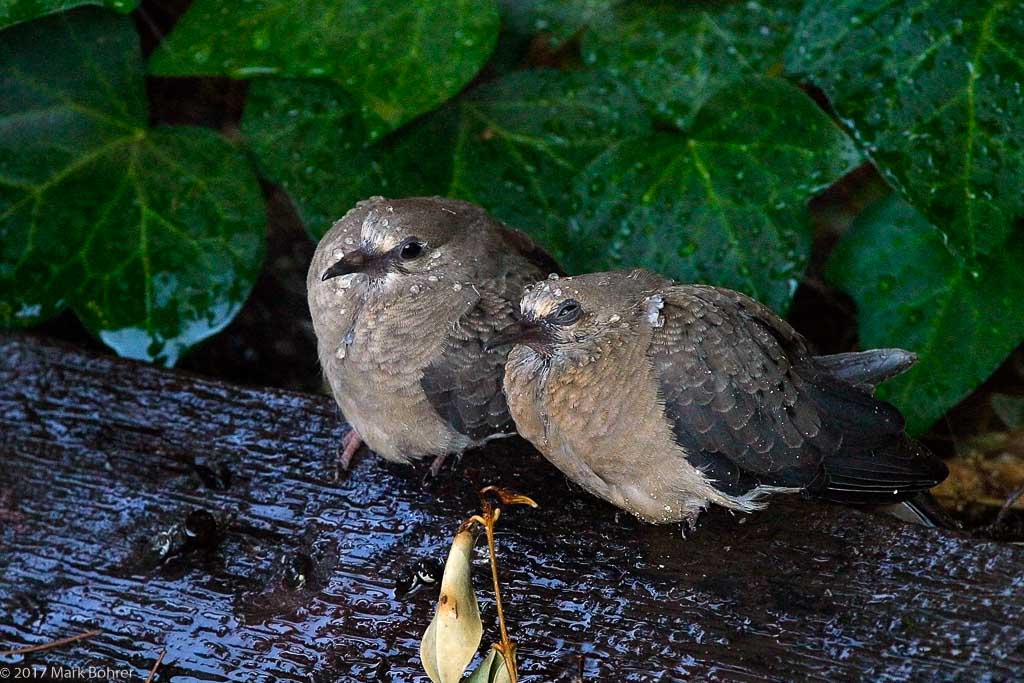 Mourning doves in the rain, Saratoga, California